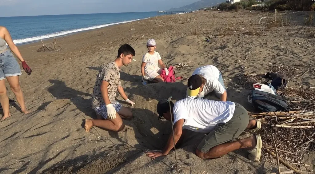 Loggerhead Turtle Hatchlings Released into the Sea on Yeşilöz Beach