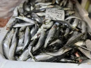 Season Begins, Fethiye Fish Market Prices Drop