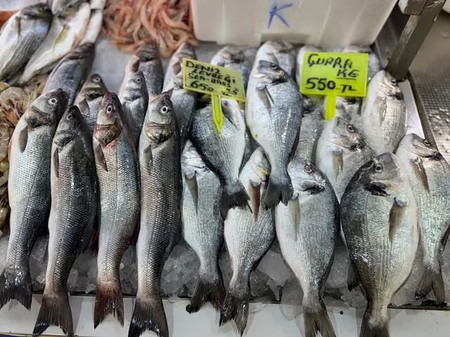 Season Begins, Fethiye Fish Market Prices Drop