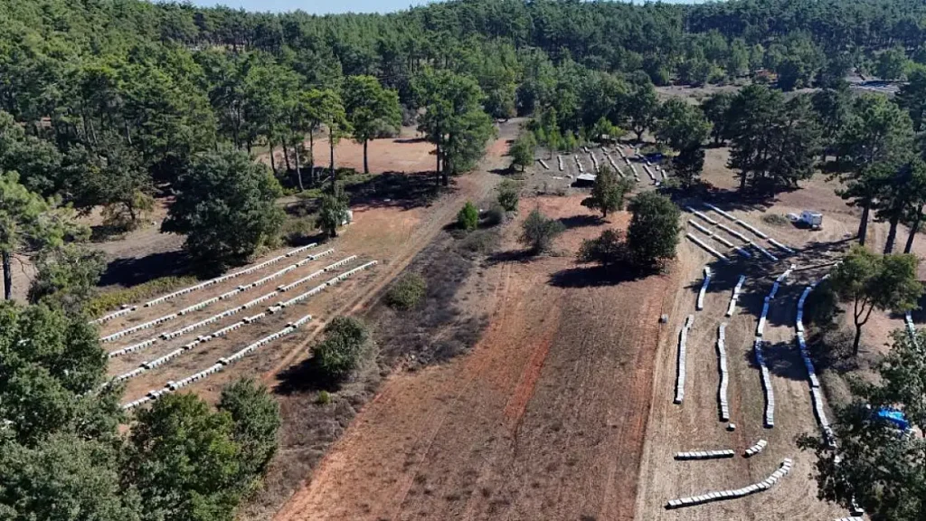 Record Pine Honey Harvest Expected in Muğla as Production Set to Reach 20,000 Tons