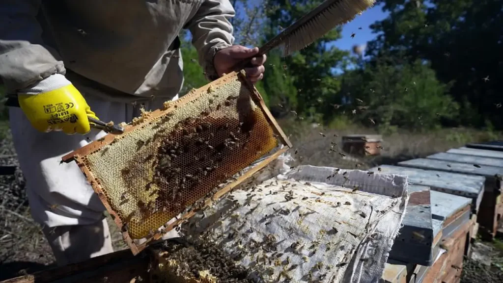 Record Pine Honey Harvest Expected in Muğla as Production Set to Reach 20,000 Tons