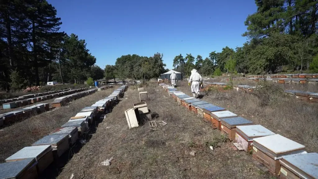 Record Pine Honey Harvest Expected in Muğla as Production Set to Reach 20,000 Tons