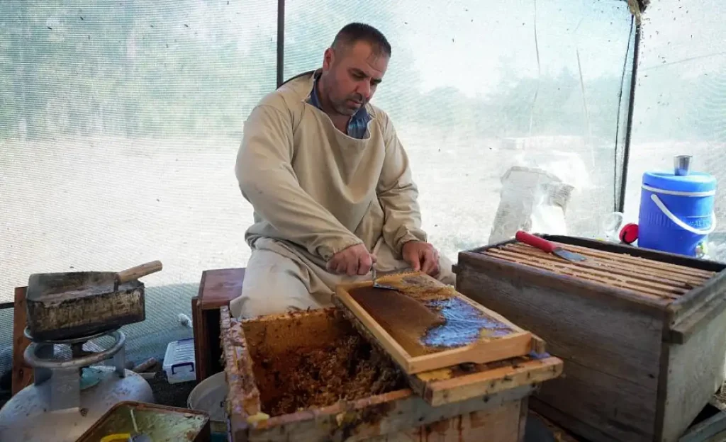 Record Pine Honey Harvest Expected in Muğla as Production Set to Reach 20,000 Tons