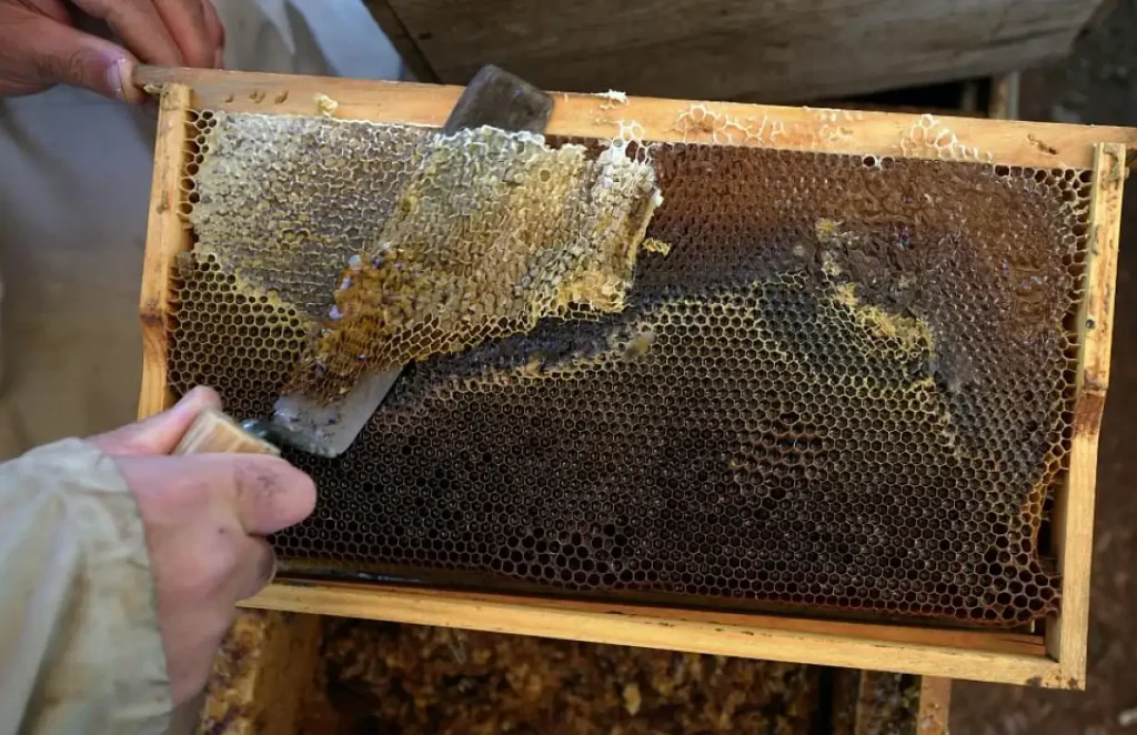 Record Pine Honey Harvest Expected in Muğla as Production Set to Reach 20,000 Tons