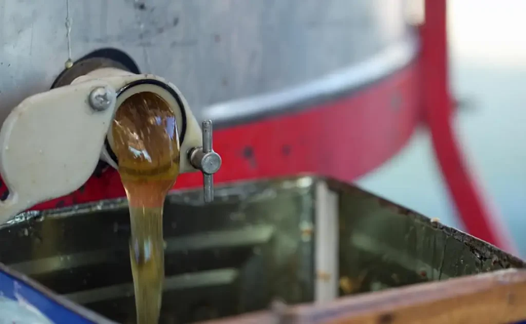 Record Pine Honey Harvest Expected in Muğla as Production Set to Reach 20,000 Tons