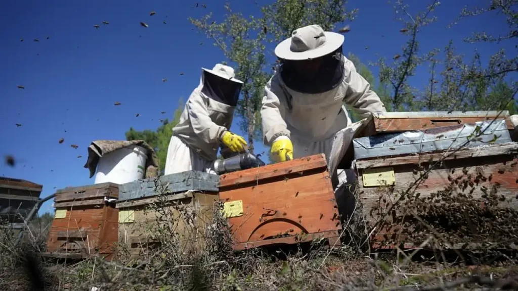 Record Pine Honey Harvest Expected in Muğla as Production Set to Reach 20,000 Tons