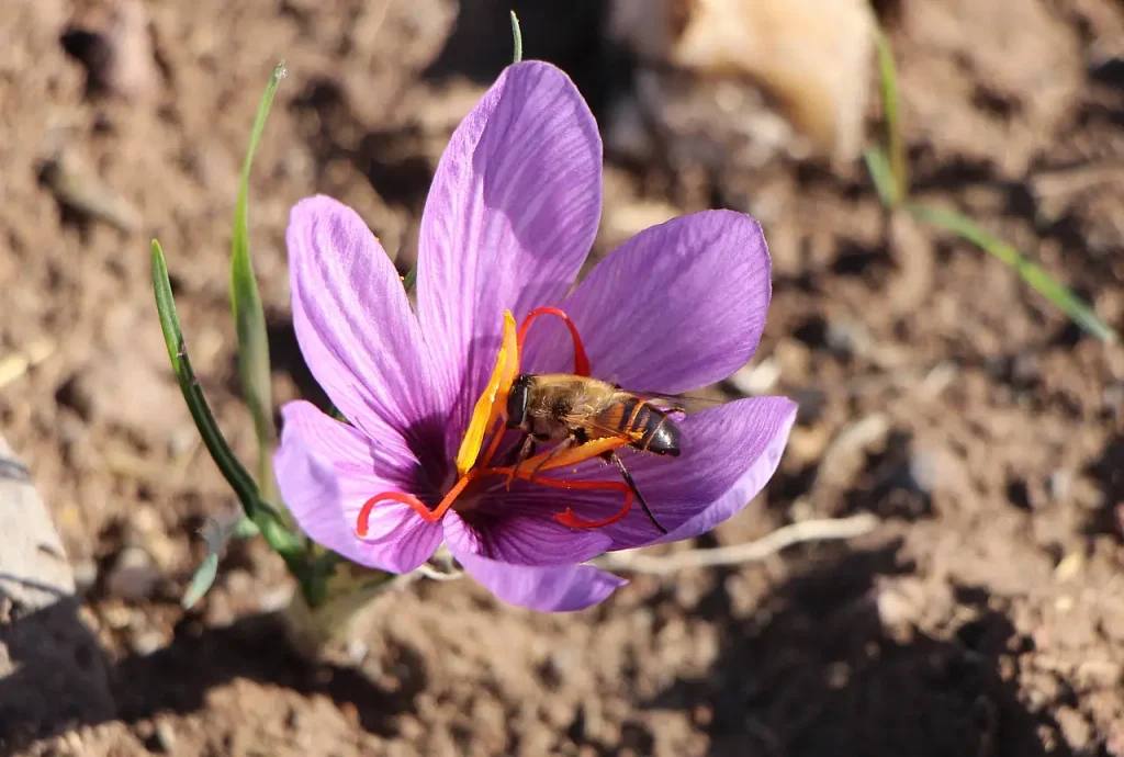 Saffron, the World’s Most Expensive Spice, Sells for 500 TL per Gram