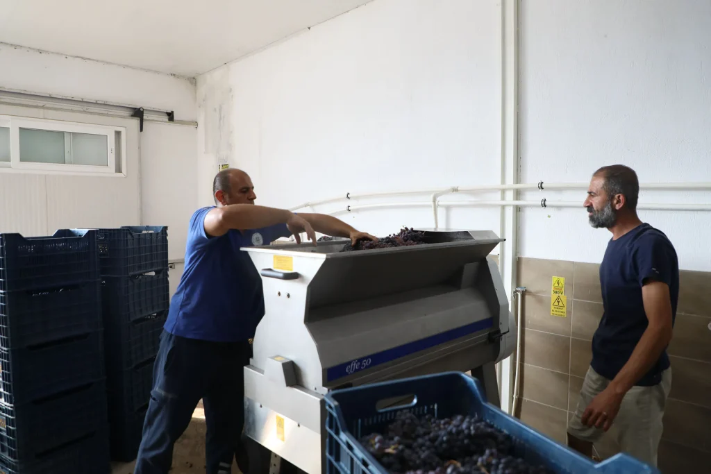 Metropolitan Municipality Gives a Modern Touch to Viticulture