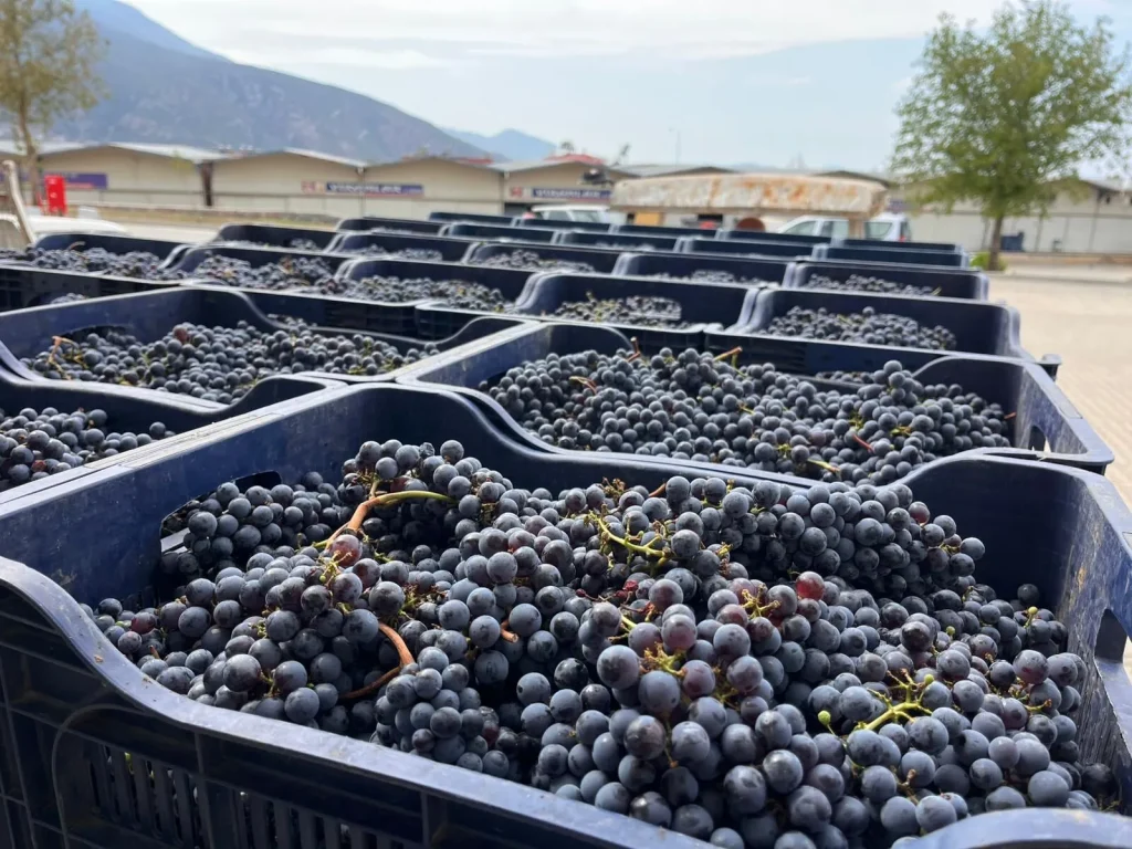 Metropolitan Municipality Gives a Modern Touch to Viticulture