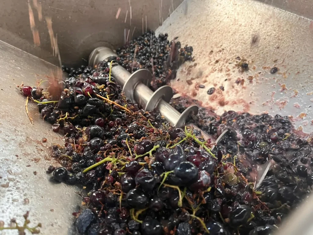 Metropolitan Municipality Gives a Modern Touch to Viticulture