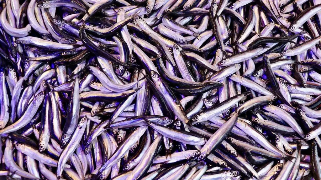 Fishmonger’s Warning: Know Your Anchovies Before You Buy!