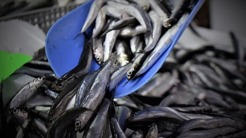 Fishmonger’s Warning: Know Your Anchovies Before You Buy!