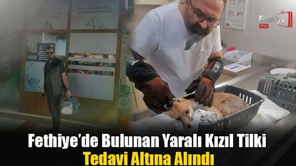 Injured Red Fox Found in Fethiye Receives Treatment