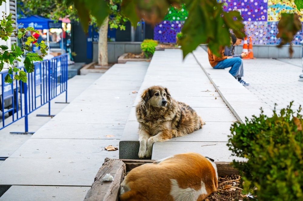 New Directive Prohibits Feeding of Stray Dogs Across Istanbul