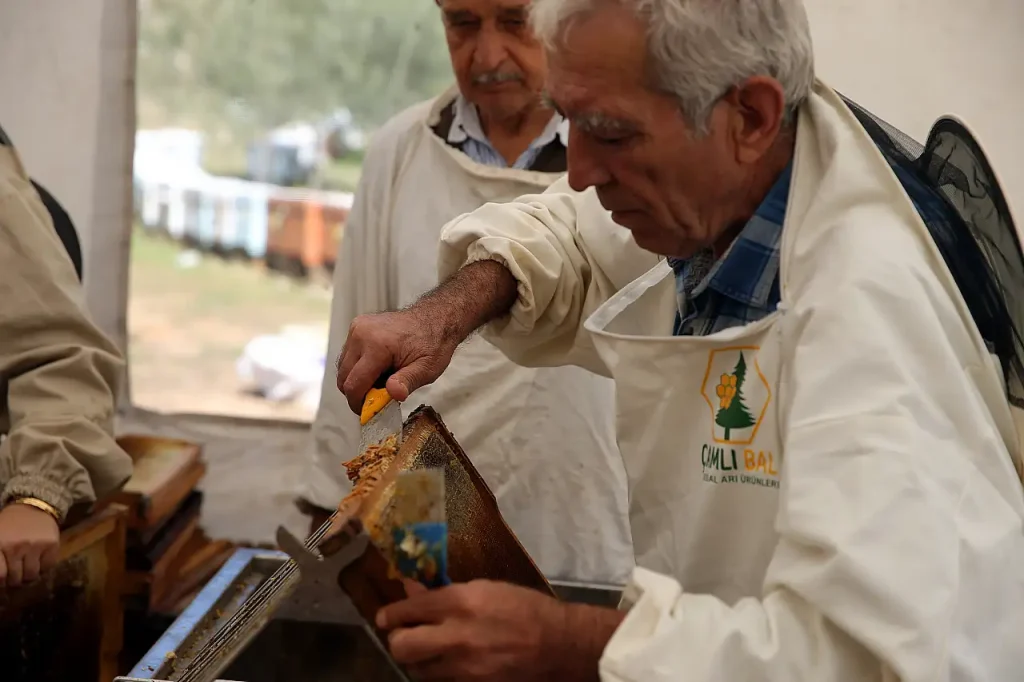 Strong Harvest in Muğla as Pine Honey Yields Reach Highest Level in Five Years