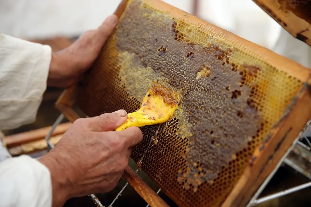 Strong Harvest in Muğla as Pine Honey Yields Reach Highest Level in Five Years