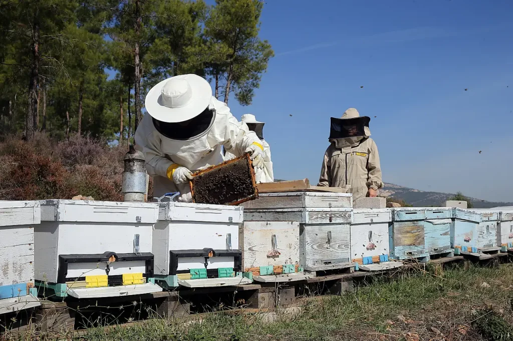Strong Harvest in Muğla as Pine Honey Yields Reach Highest Level in Five Years