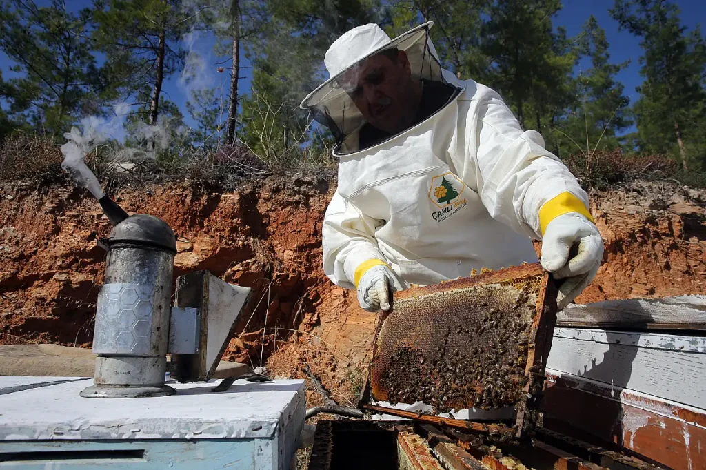Strong Harvest in Muğla as Pine Honey Yields Reach Highest Level in Five Years