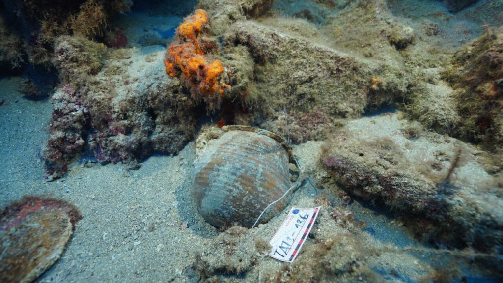 Ancient Anchorage and Shipwrecks Discovered Off Fethiye Coast Excite Underwater Archaeologists