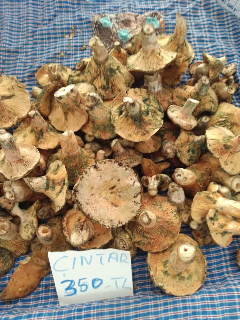 Çıntar Mushrooms Hit the Market at 350–400 TL per Kilo