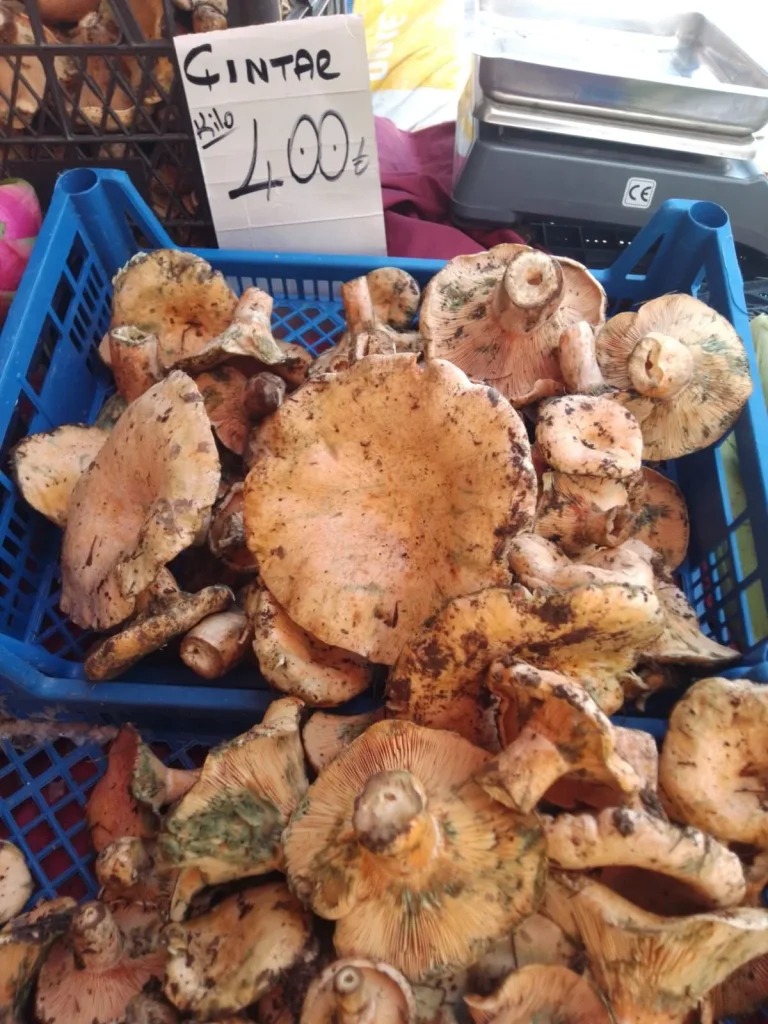 Çıntar Mushrooms Hit the Market at 350–400 TL per Kilo