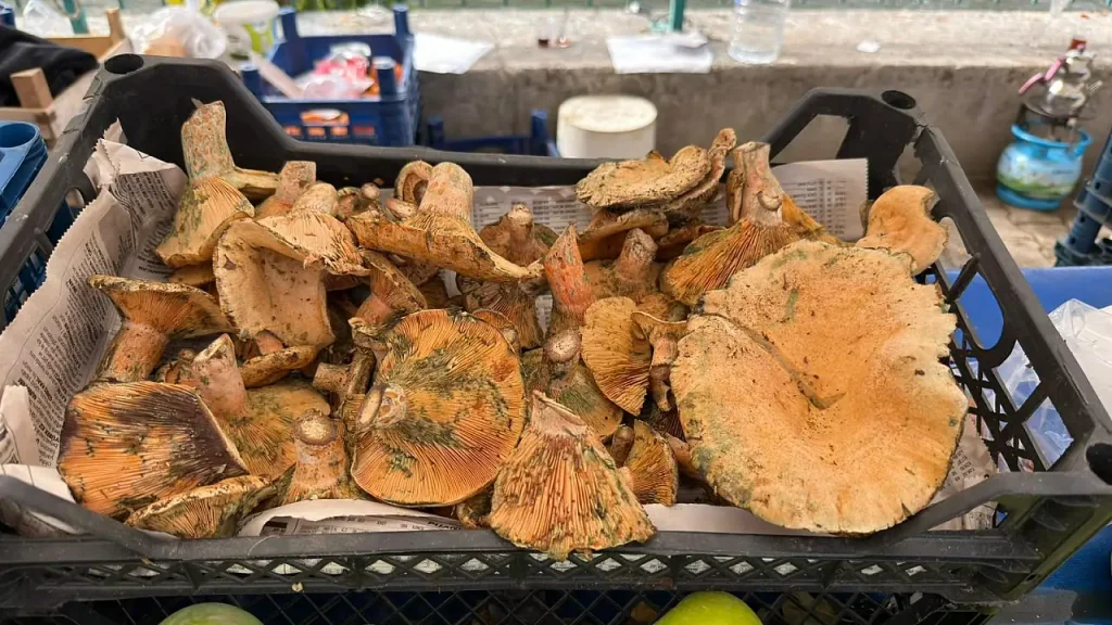 Abundant Harvest Marks the Start of Çıntar Season in Fethiye