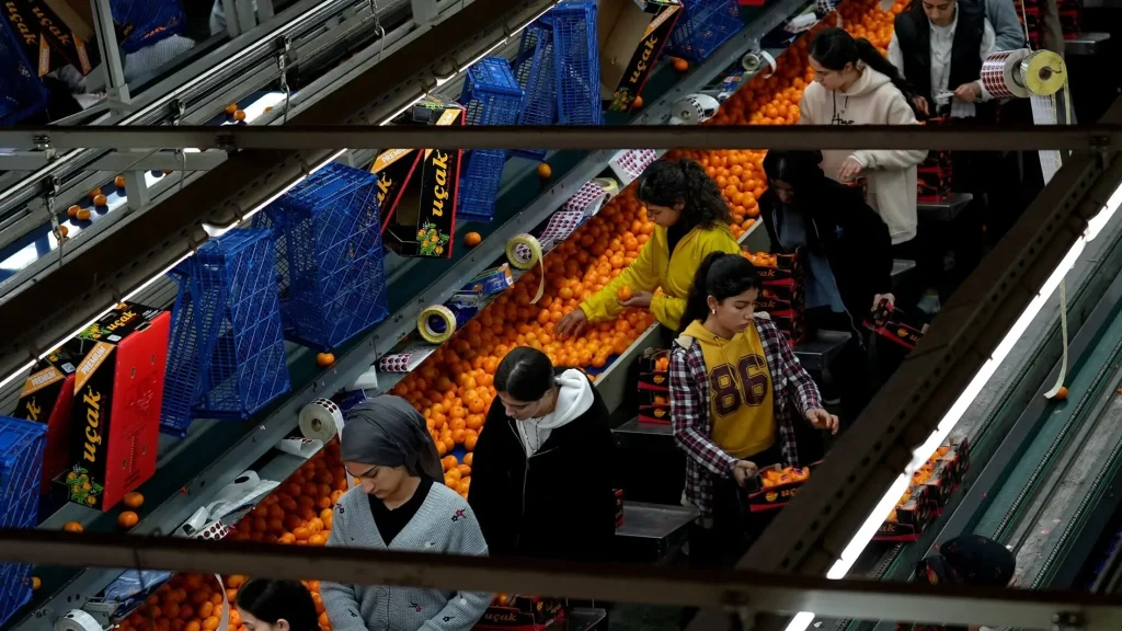 Turkey Sets New Record in Mandarin Exports