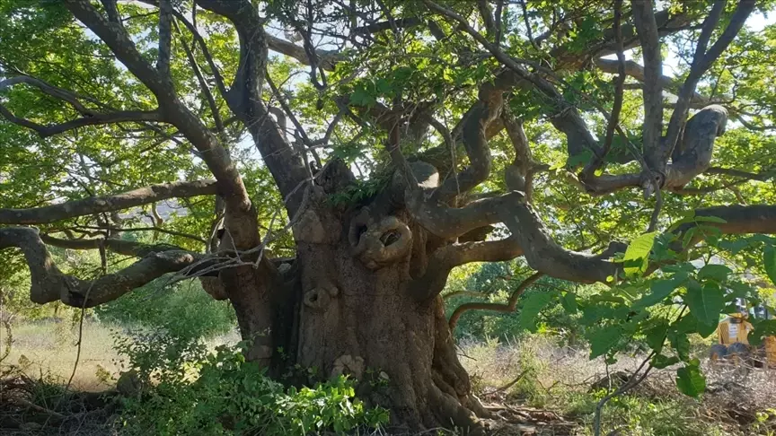 Turkey Registers Thousands of Monumental Trees and Caves for Protection
