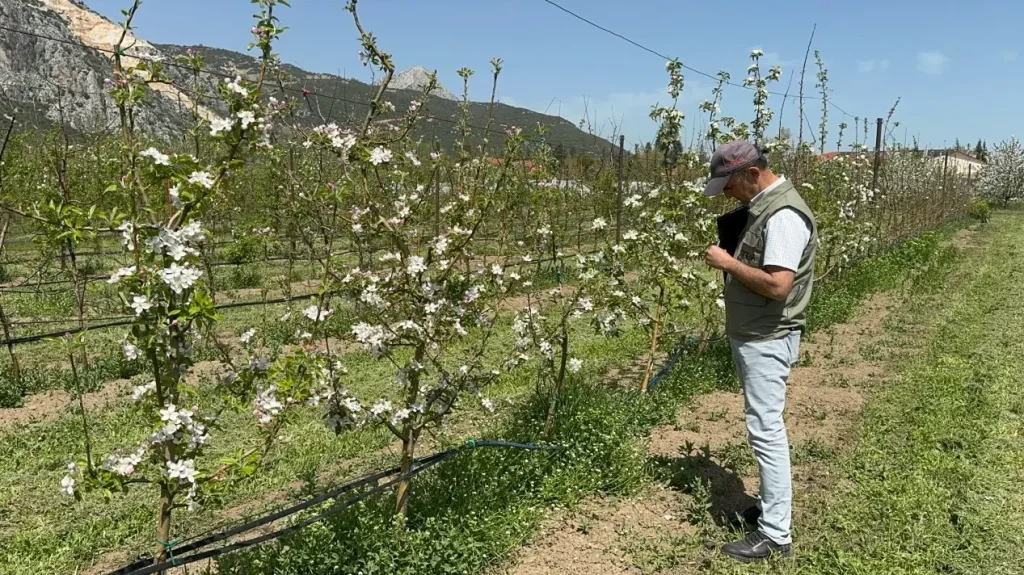 Researchers in Isparta Develop Cold-Resistant Apples to Protect Yields