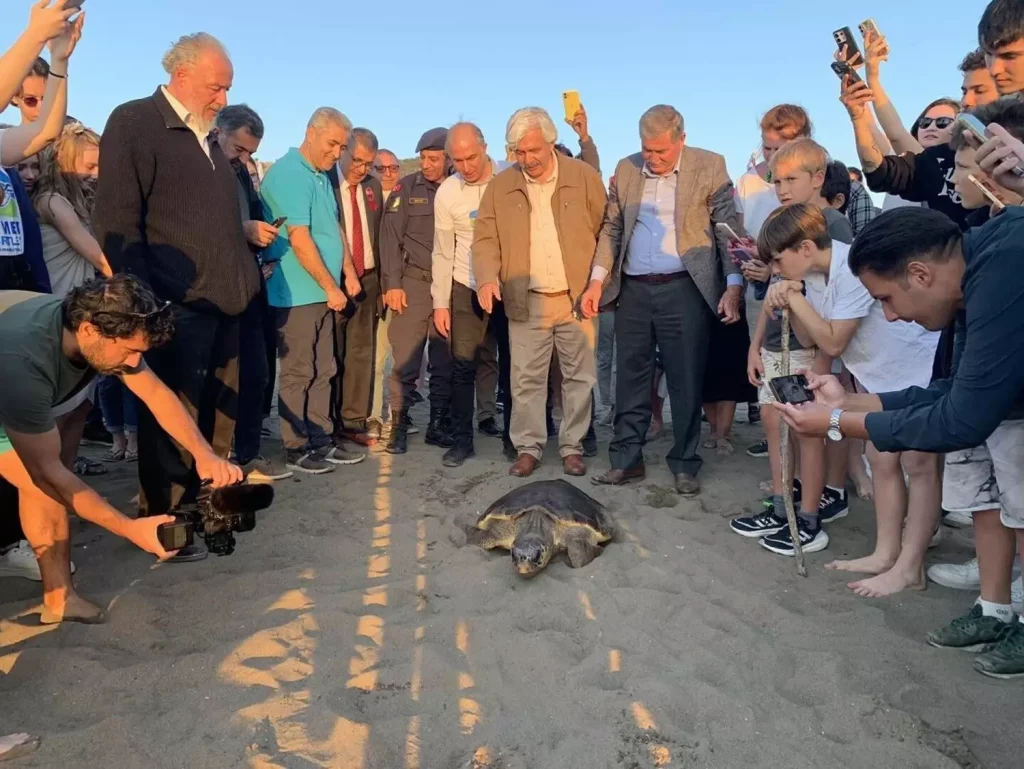 Sea Turtle Conservation Efforts Bear Fruit at İztuzu Beach