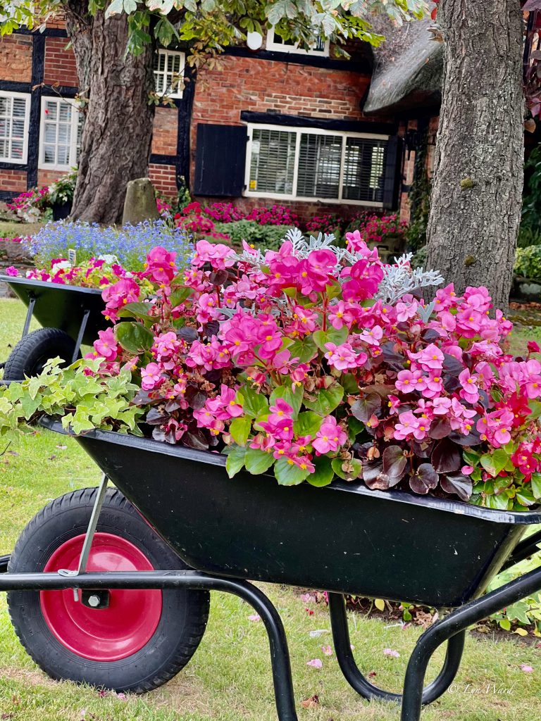 Flower-filled wheelbarrow