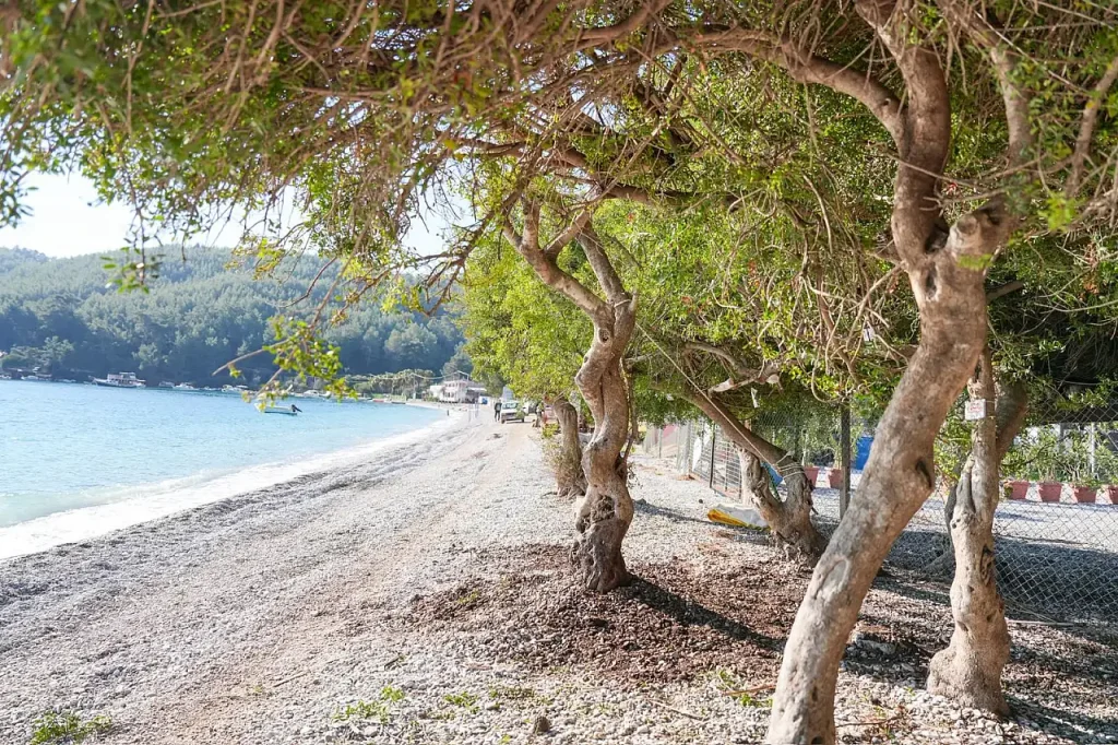 Municipality Teams Save Mastic Tree on Akbük Beach