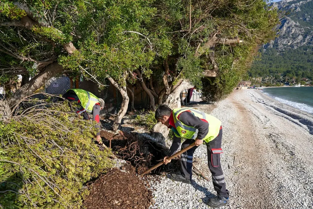 Municipality Teams Save Mastic Tree on Akbük Beach
