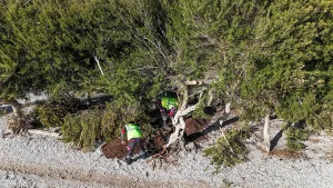 Municipality Teams Save Mastic Tree on Akbük Beach
