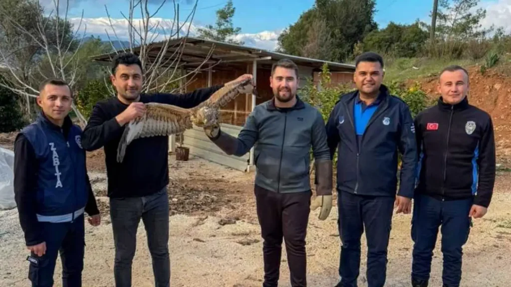 Injured Hawk Returned to Nature After Treatment