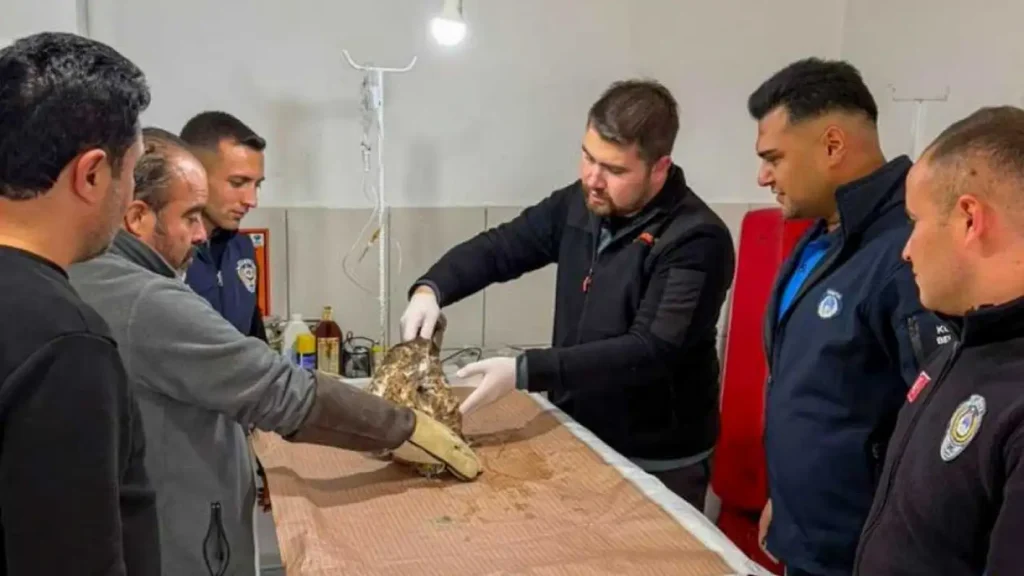 Injured Hawk Returned to Nature After Treatment