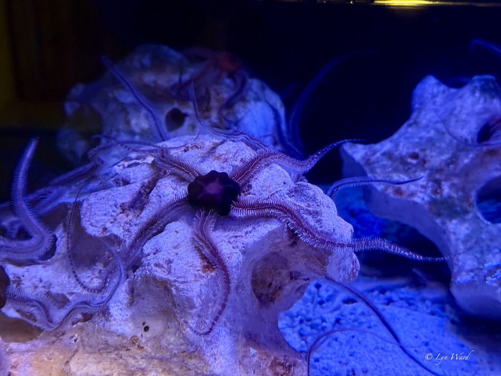 Discover the Magic of the National Marine Aquarium, Plymouth