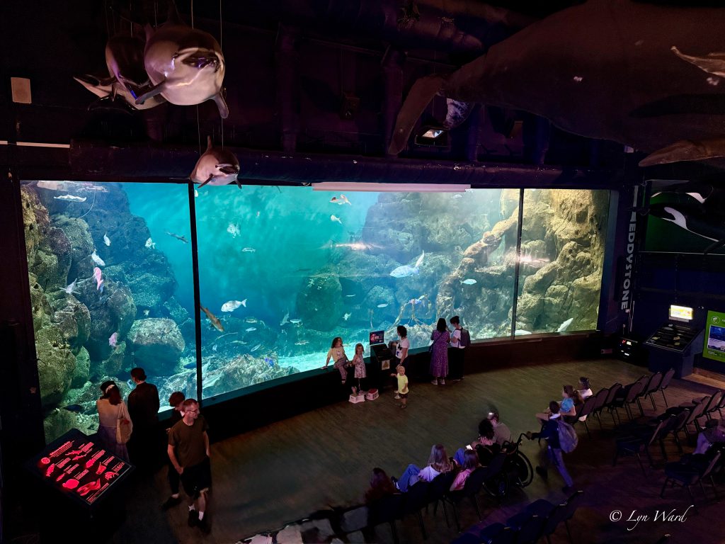 Discover the Magic of the National Marine Aquarium, Plymouth