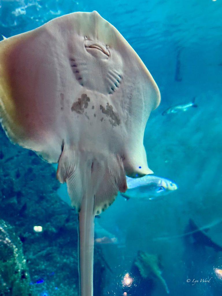 Discover the Magic of the National Marine Aquarium, Plymouth
