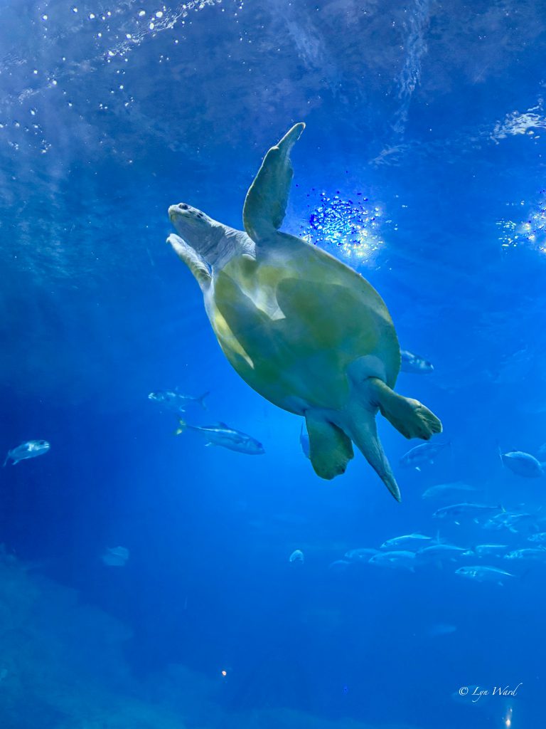 Discover the Magic of the National Marine Aquarium, Plymouth