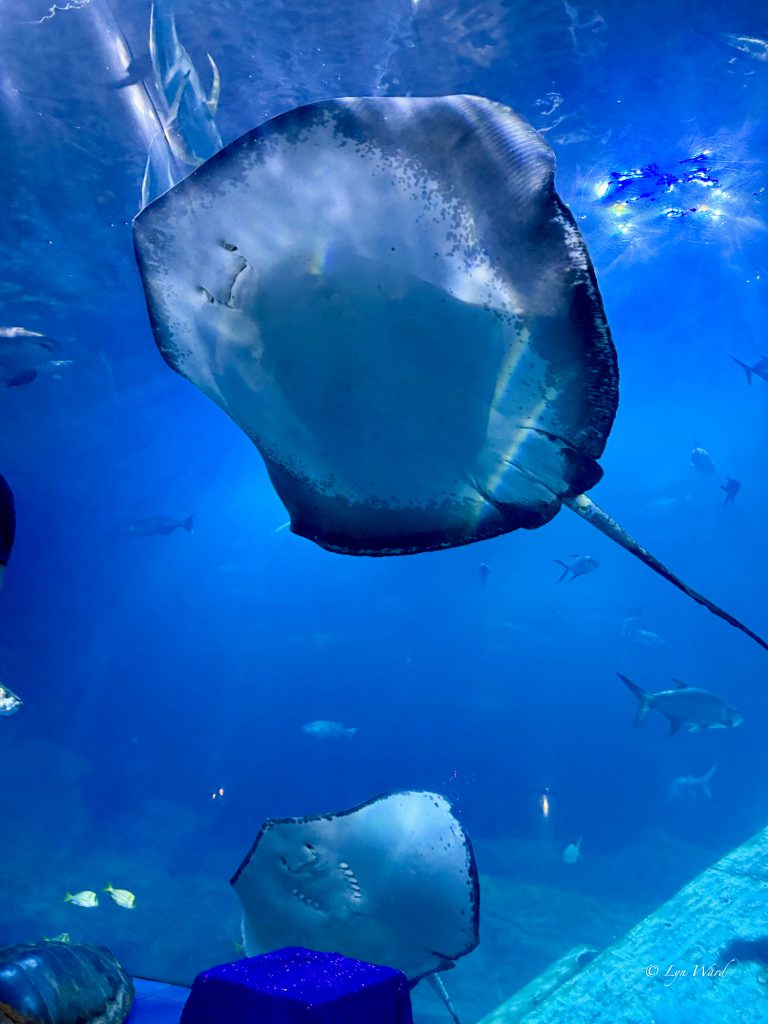 Discover the Magic of the National Marine Aquarium, Plymouth