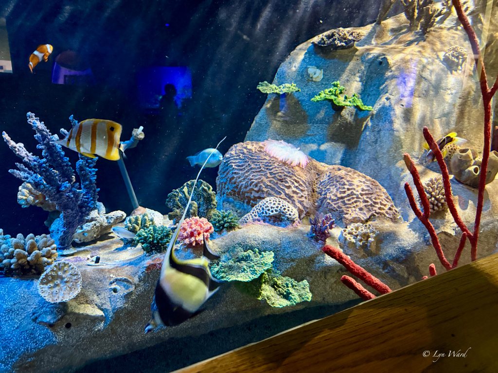 Discover the Magic of the National Marine Aquarium, Plymouth