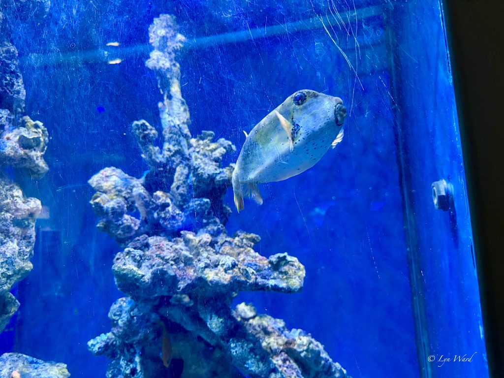 Discover the Magic of the National Marine Aquarium, Plymouth