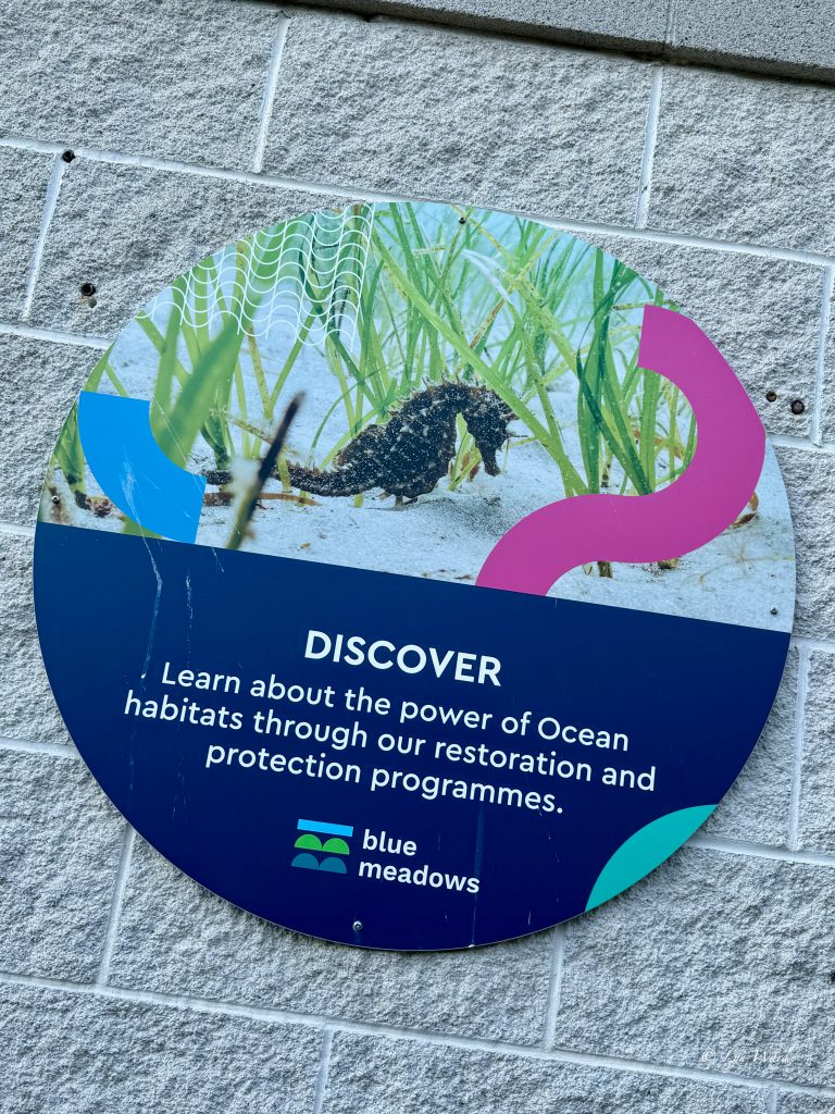 Discover the Magic of the National Marine Aquarium, Plymouth