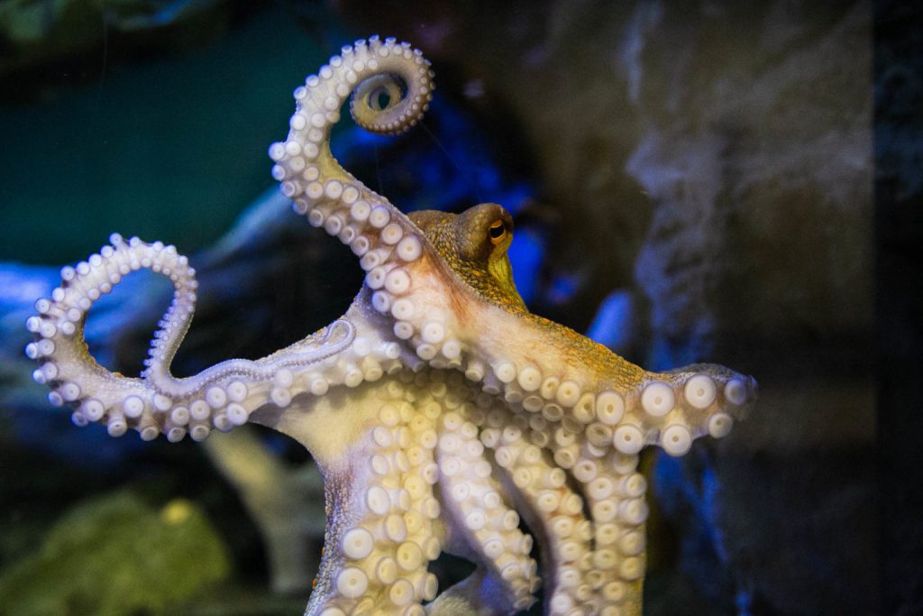 Discover the Magic of the National Marine Aquarium, Plymouth