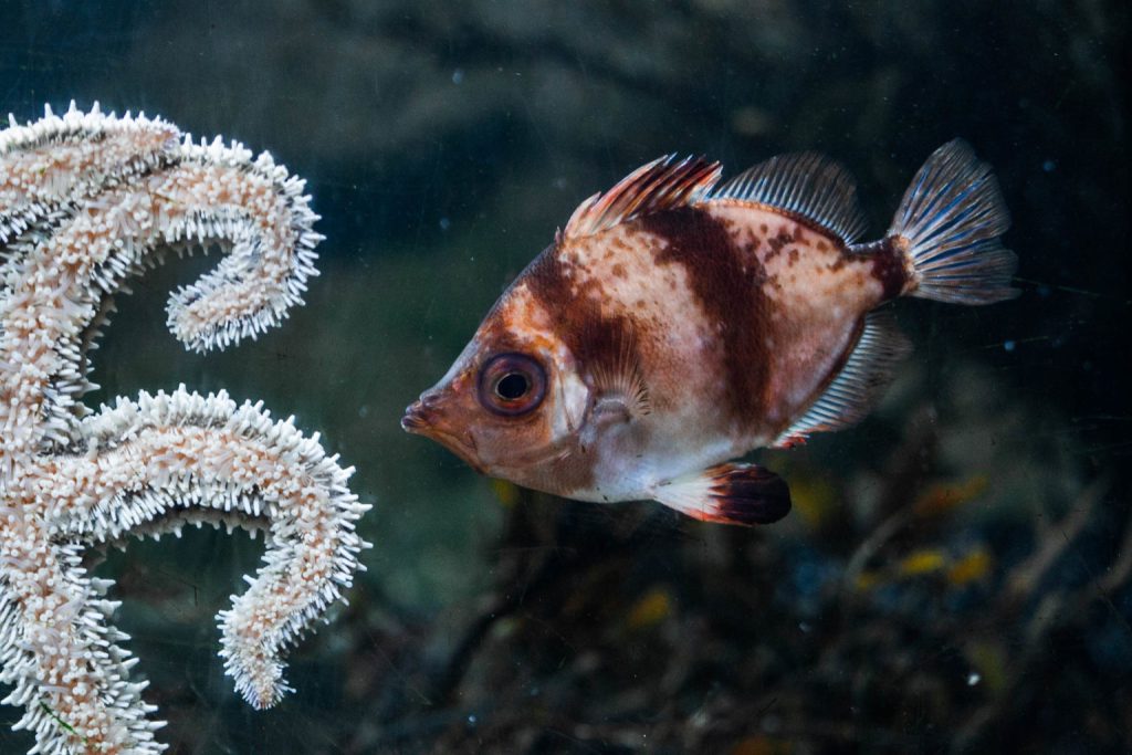 Discover the Magic of the National Marine Aquarium, Plymouth
