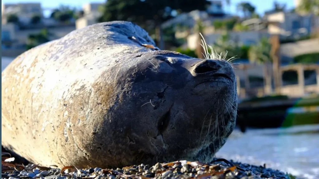 Mediterranean Monk Seal Draws Attention on Bodrum Beach