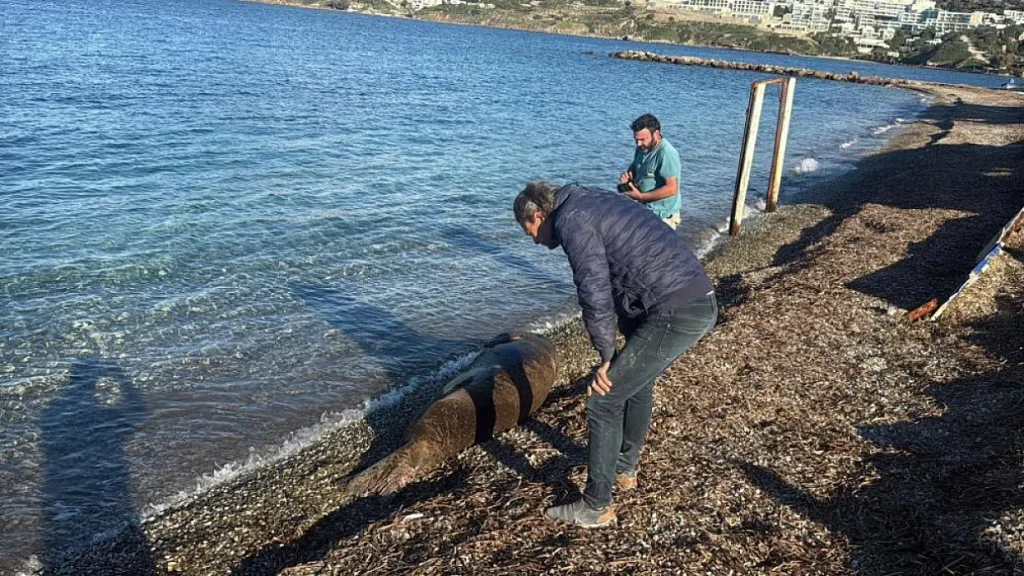 Mediterranean Monk Seal Draws Attention on Bodrum Beach