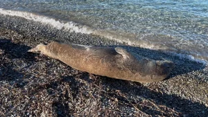 Mediterranean Monk Seal Draws Attention on Bodrum Beach