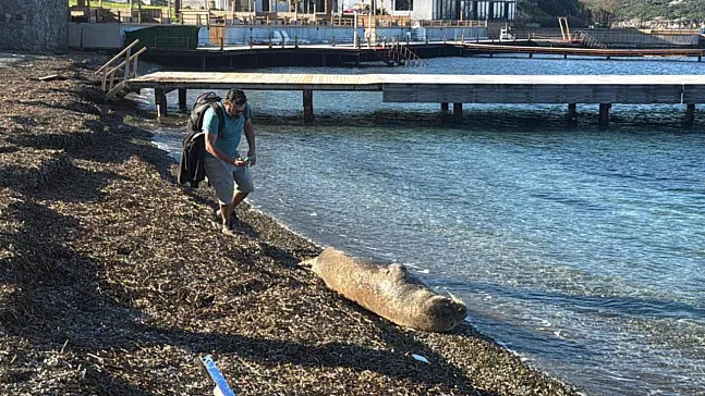 Mediterranean Monk Seal Draws Attention on Bodrum Beach